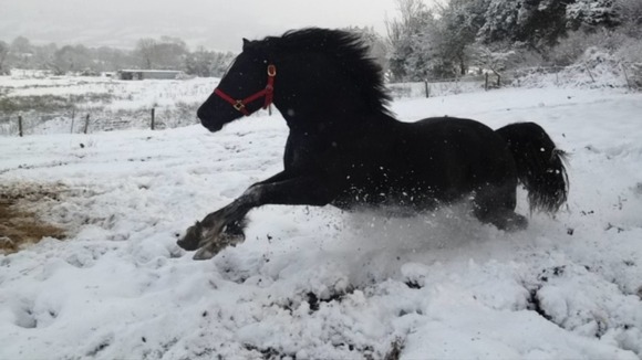 Jet the horse in the snow