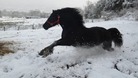 Jet the horse in the snow