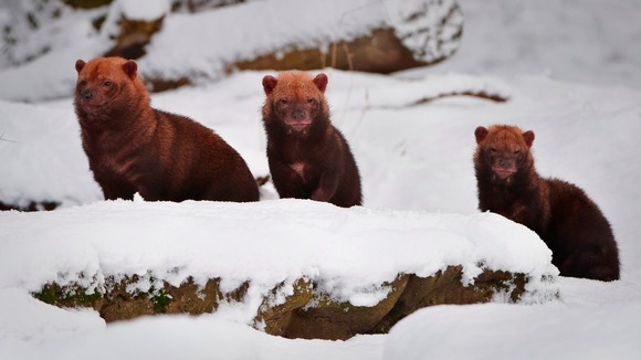 Animals in snow