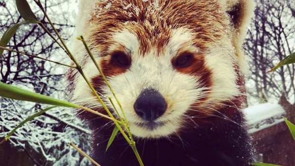 Close up on animal's face