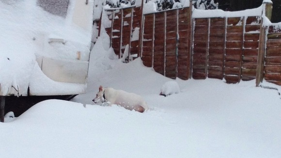 Sam the dog in the snow