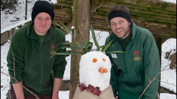 Keepers Adam Walker (left) and Jay Haywood built an enrichment snowman for tigers Daseep (Sumatran) and Tschuna (Amur)