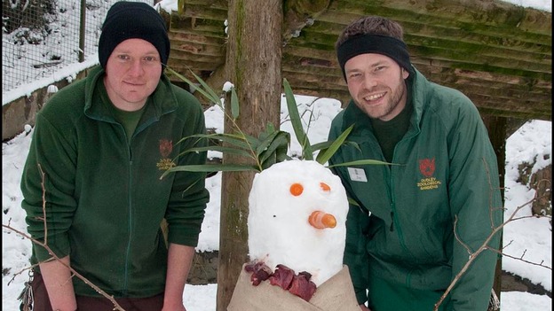Keepers Adam Walker (left) and Jay Haywood built an enrichment snowman for tigers Daseep (Sumatran) and Tschuna (Amur)