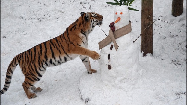 Two year old tigers demolish snowman