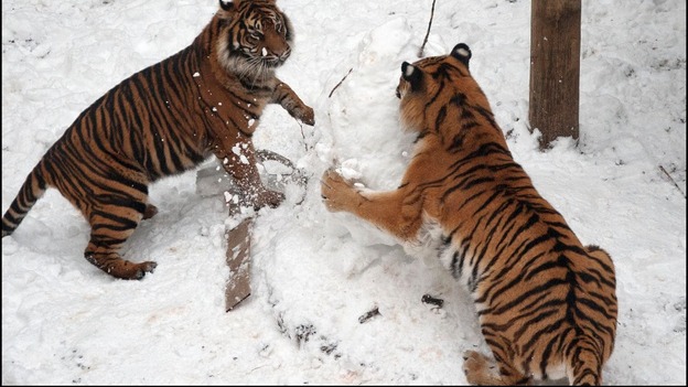 Snow means fun for two-year-old tigers