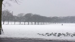 Resilient daffodils in the snow