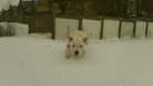 Staffordshire Bull Terrier Charlie playing in the snow in Lancashire.