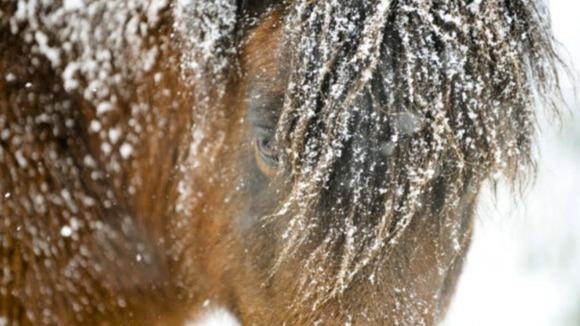 A hillside pony covered in snow.