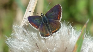 Brown Argus butterfly