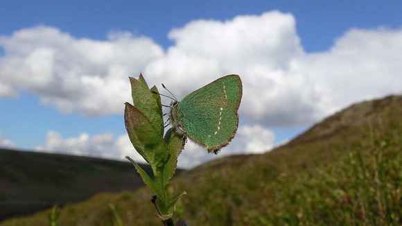Green Hairstreak butterfly down 68%