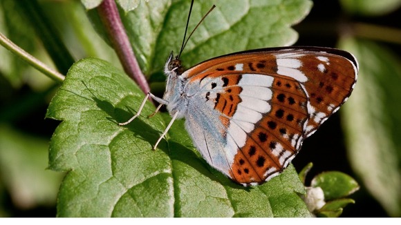 The White Admiral found in woodlands in Norfolk and Suffolk had its worst ever year with a 39% decline