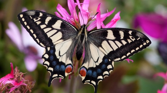 The Swallow Tail Butterfly which is found on the Norfolk Broads declined by 70% last year