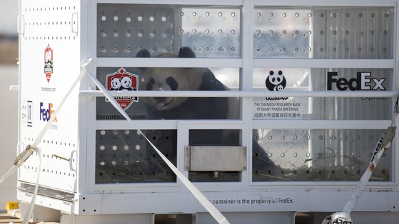 One of the pandas in the specially-designed panda enclosure