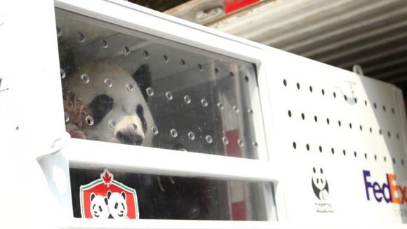 Da Mao begins his journey from China to Canada