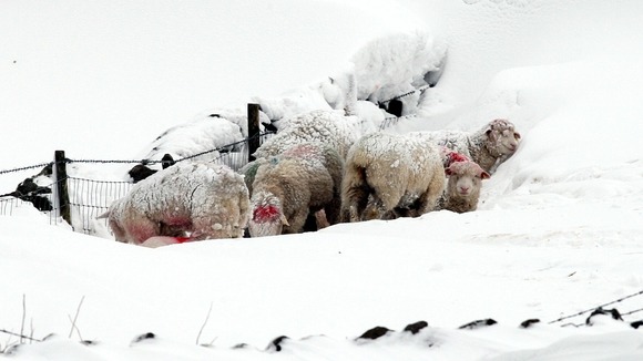 Sheep huddle together in the hills above the Glens of Antrim, Northern Ireland.