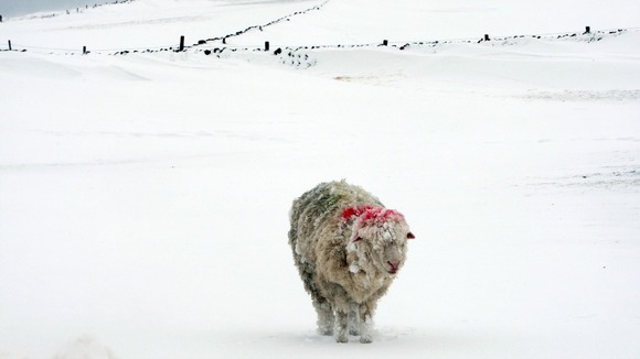 A sheep in the hills above the Glens of Antrim, Northern Ireland.