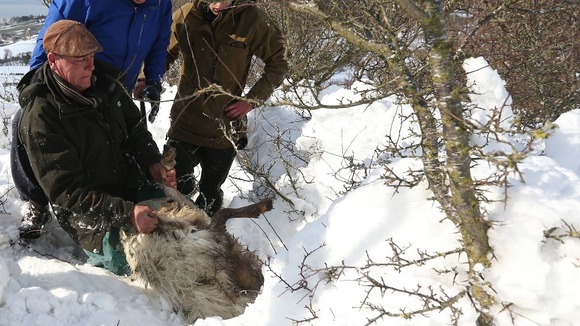 Farmer Gareth Wyn Jones (left), pulls out a pregnant sheep that was trapped beneath snow on his farm in Llanfairfechan, North Wales