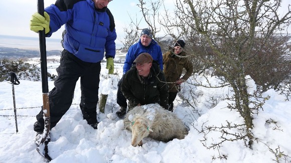 Farmer Gareth Wyn Jones (centre), smiles as he pulls out a pregnant ewe