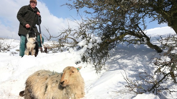 Gareth Wyn Jones and his sheepdog, Cap with one of the rescued ewes