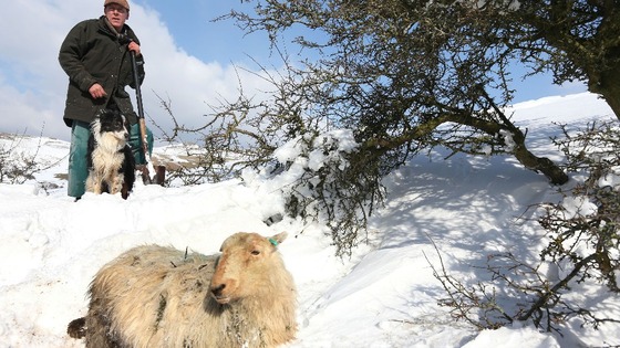 Gareth Wyn Jones and his sheepdog, Cap with one of the rescued ewes