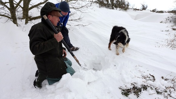 Gareth Wyn Jones looks at his sheepdog, Cap, after the dog picked up the scent of a sheep that had been trapped for four days beneath snow