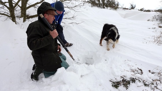 Gareth Wyn Jones looks at his sheepdog, Cap, after the dog picked up the scent of a sheep that had been trapped for four days beneath snow