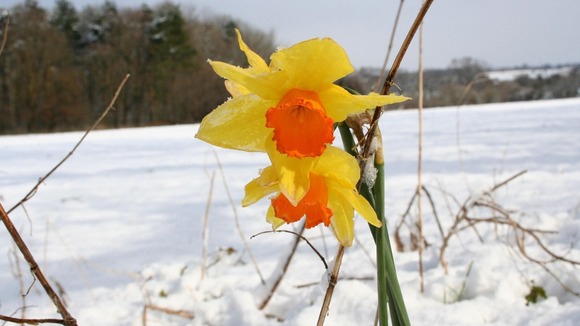 Daffodils in the snow near Poringland, Norwich in March 2008
