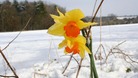Daffodils in the snow near Poringland, Norwich in March 2008