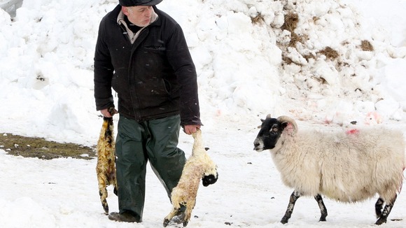 Eamon McNeill rescues two new born lambs from the snow as thousands of sheep are feared dead in the area