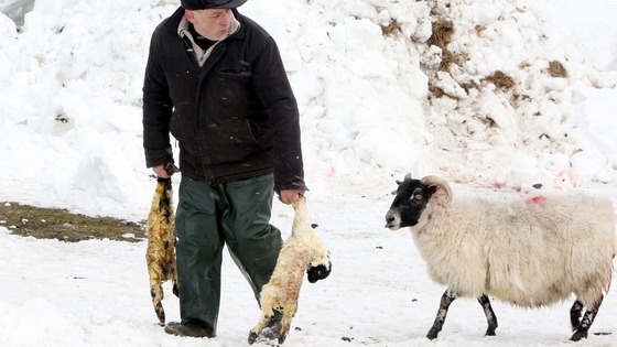  Eamon McNeill rescues two new born lambs from the snow as thousands of sheep are feared dead in the area