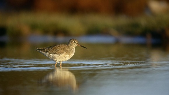 A redshank