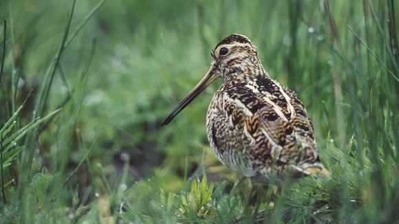 A snipe