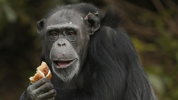 A chimpanzee tries a hot cross bun