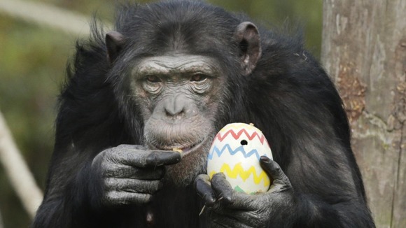A chimpanzee at Blair Drummond Safari Park