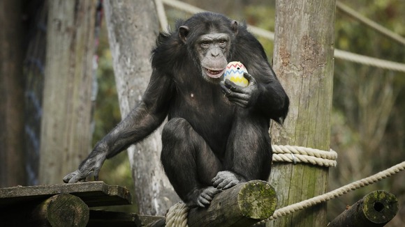 A lucky chimp with his painted egg