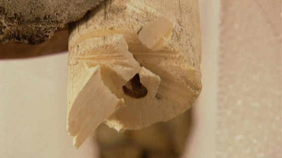 The tusk on the historic skeleton was badly damaged in the attack