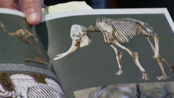 The museum's guide book shows the completed skeleton.