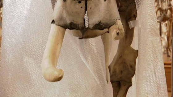 The damaged elephant skeleton at the Paris Natural History museums 