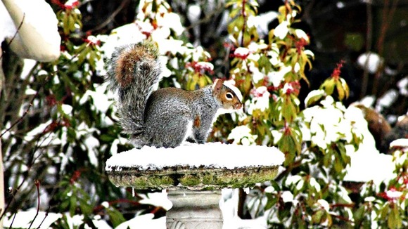 Feeding time for squirrels at Flitwick in Bedfordshire