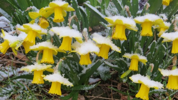 Daffodils suffer in the unseasonably cold spring weather