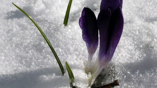 March has been tough for spring flowers