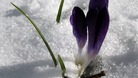 March has been tough for spring flowers