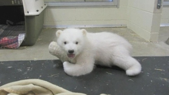 Kali makes friends with his stuffed polar bear toy at Alaska Zoo
