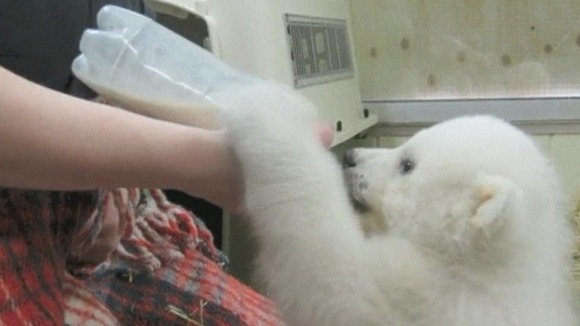 Kali has gained weight since staff at the Alaska Zoo took over his care