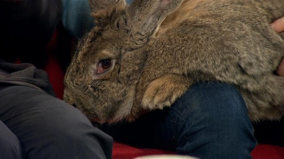 Ralph first held the title of world's biggest rabbit in 2010.