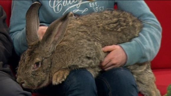Ralph the rabbit