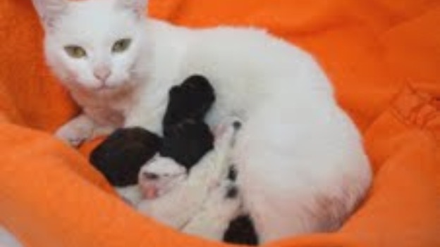 Cat and kittens