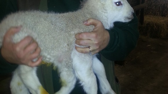 Quinto the lamb