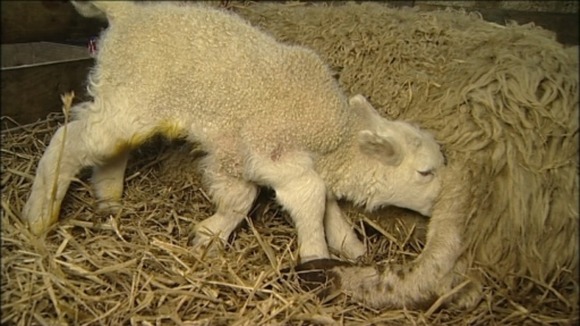 Quinto the lamb