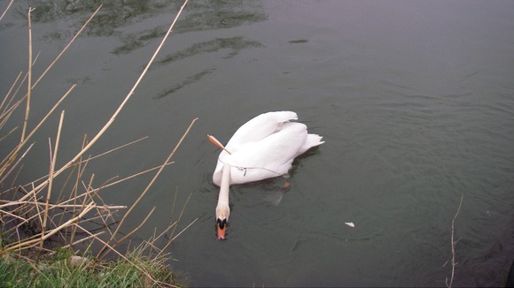 Swan crossbow